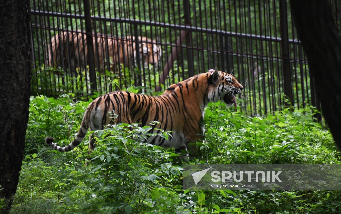 Russia Animals Safari Park