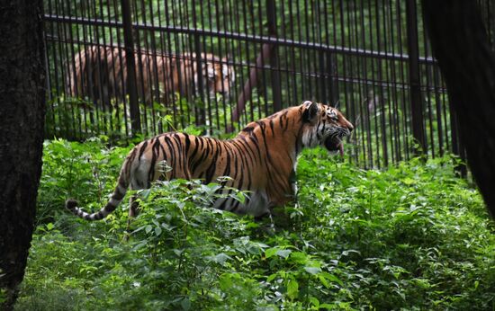 Russia Animals Safari Park