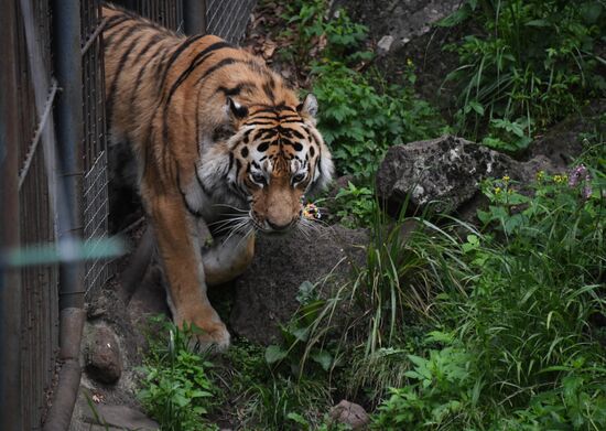 Russia Animals Safari Park