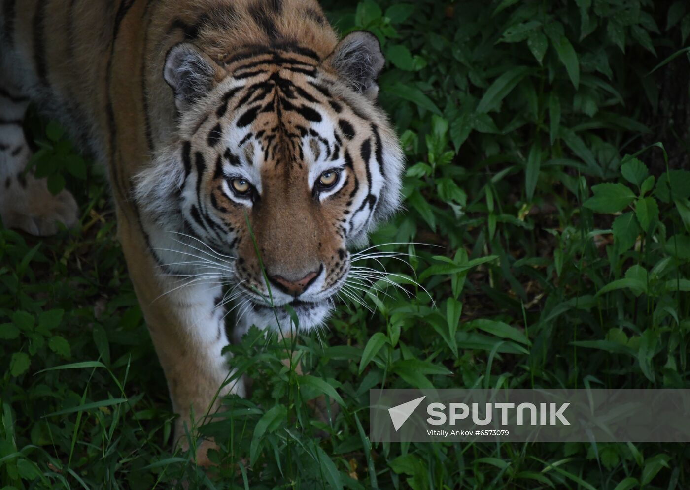 Russia Animals Safari Park