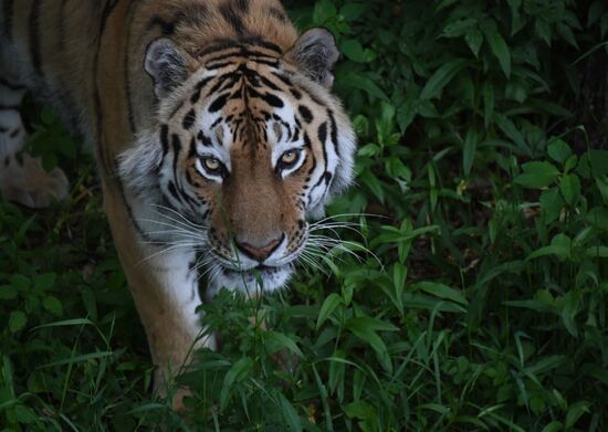 Russia Animals Safari Park