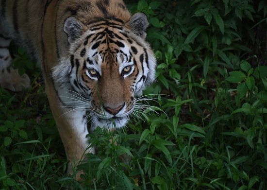 Russia Animals Safari Park