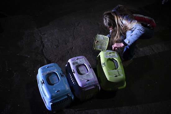 Russia Saker Falcon Population Rebirth