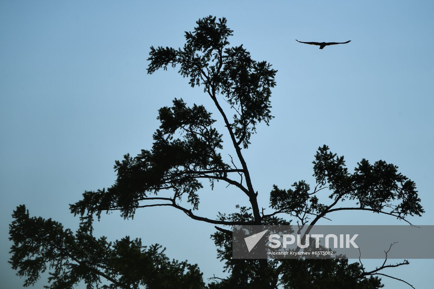 Russia Saker Falcon Population Rebirth