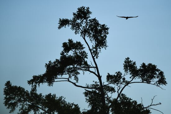 Russia Saker Falcon Population Rebirth
