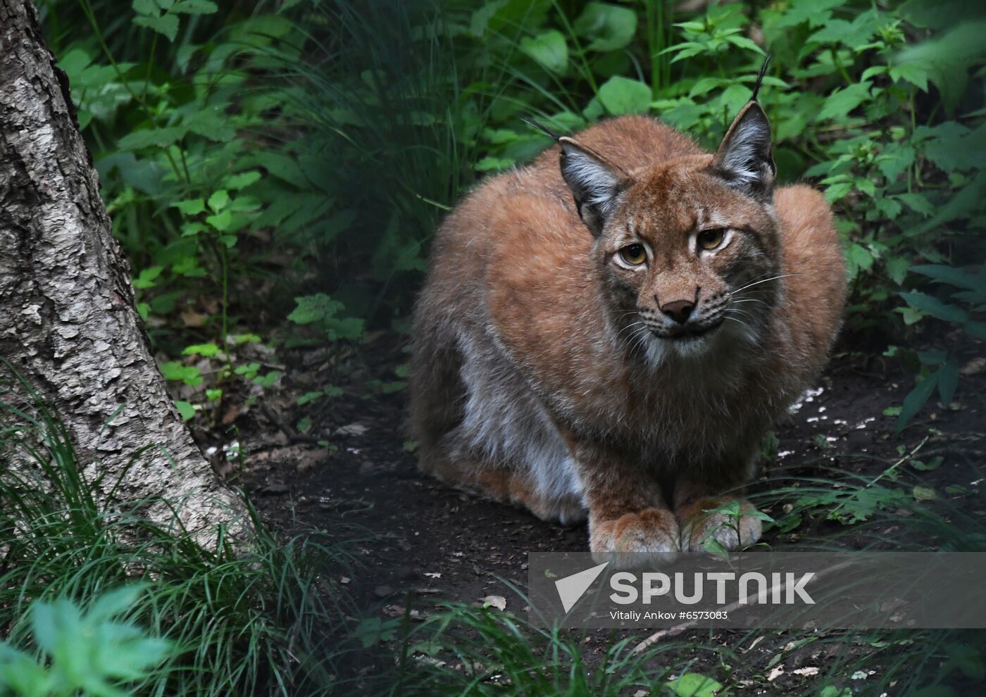 Russia Animals Safari Park