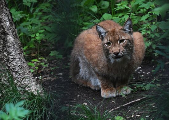 Russia Animals Safari Park