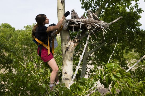 Russia Saker Falcon Population Rebirth