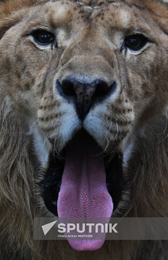 Russia Animals Safari Park
