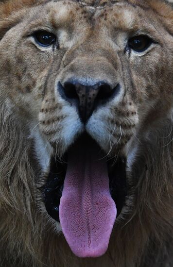Russia Animals Safari Park