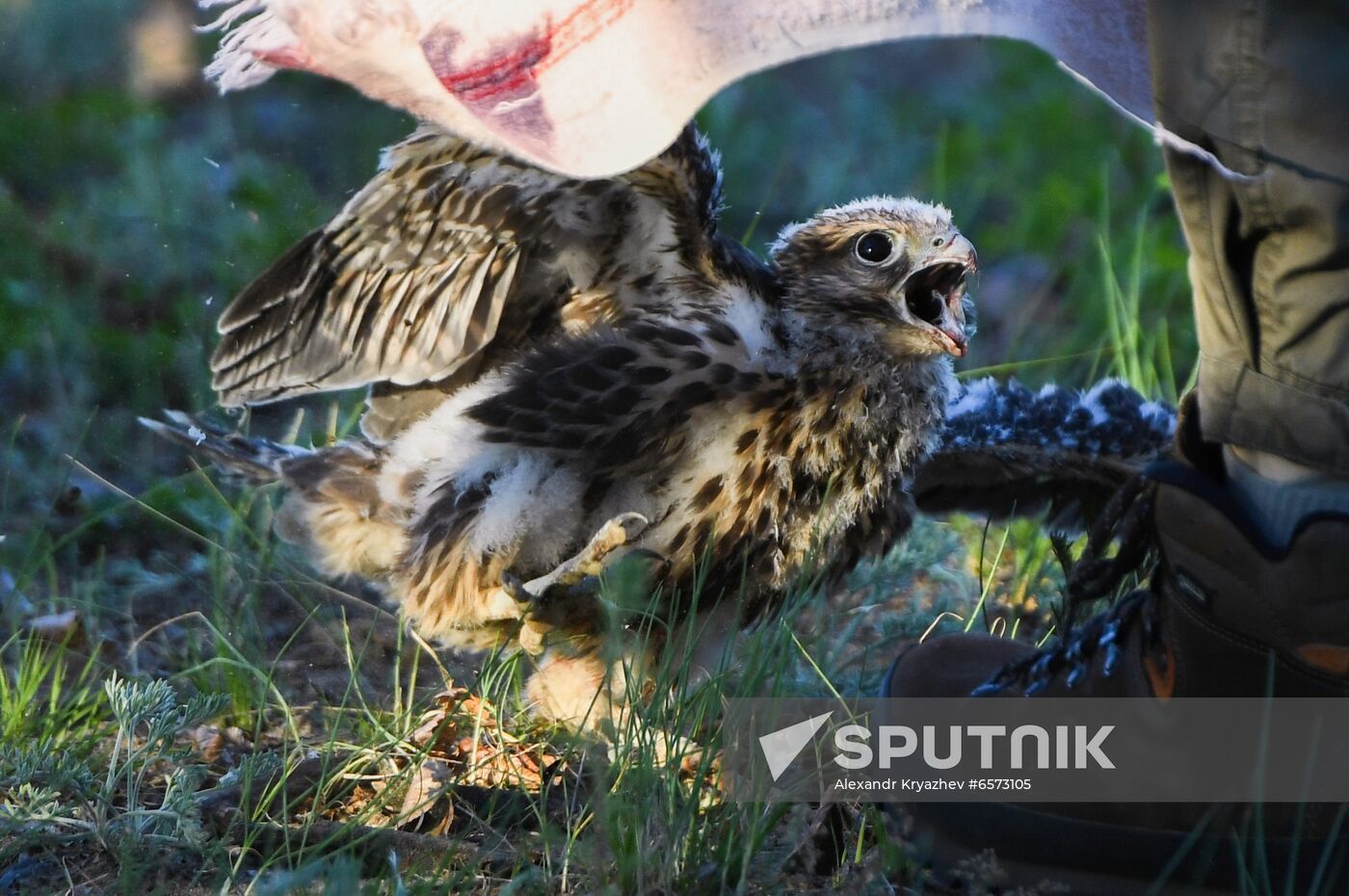 Russia Saker Falcon Population Rebirth