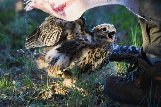 Russia Saker Falcon Population Rebirth