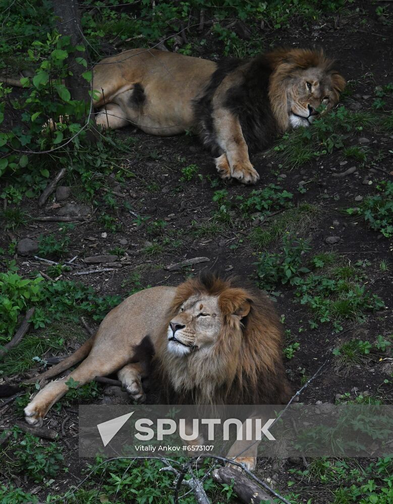 Russia Animals Safari Park