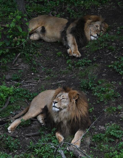 Russia Animals Safari Park