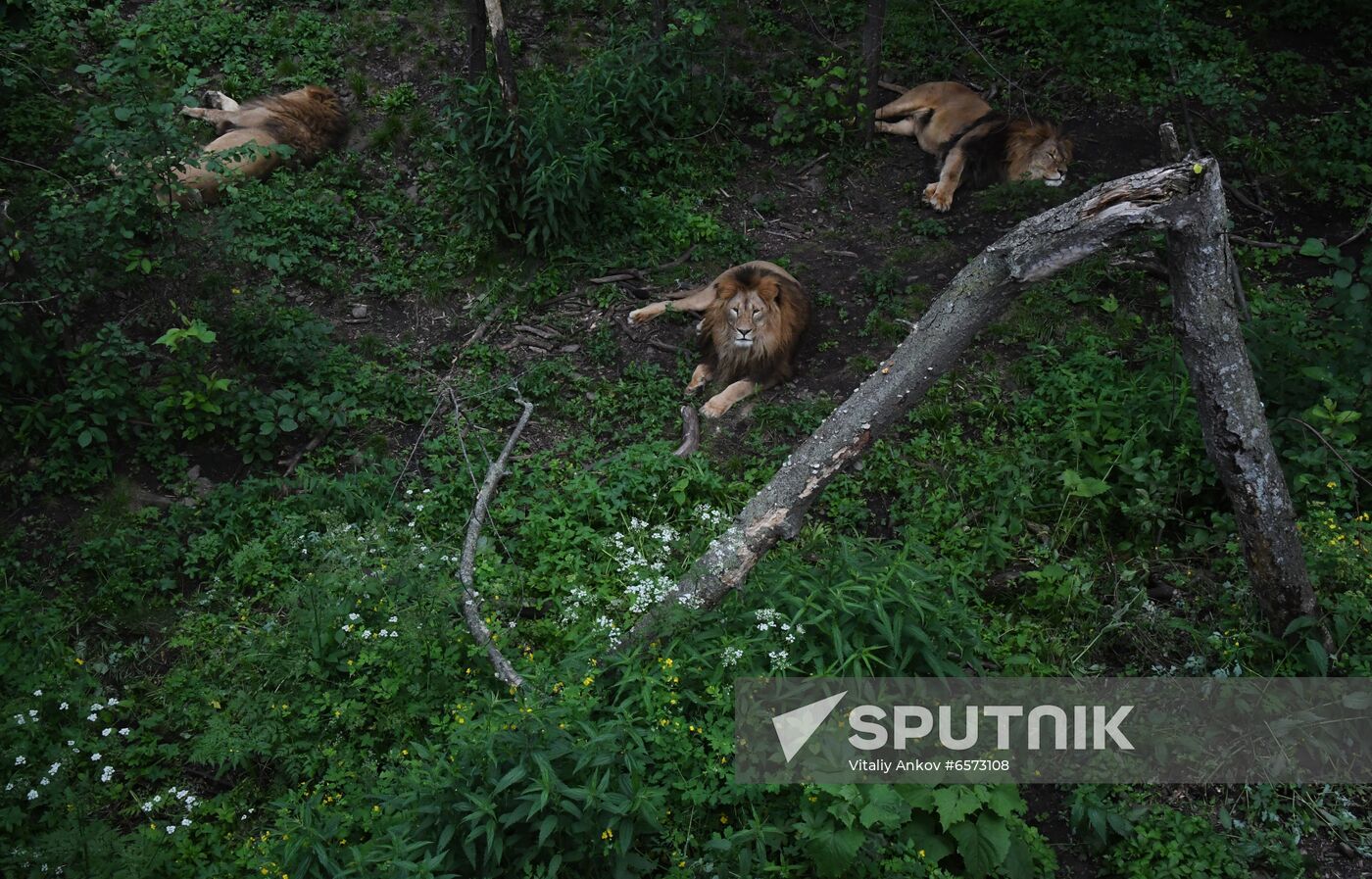 Russia Animals Safari Park