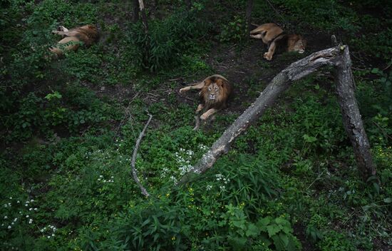 Russia Animals Safari Park