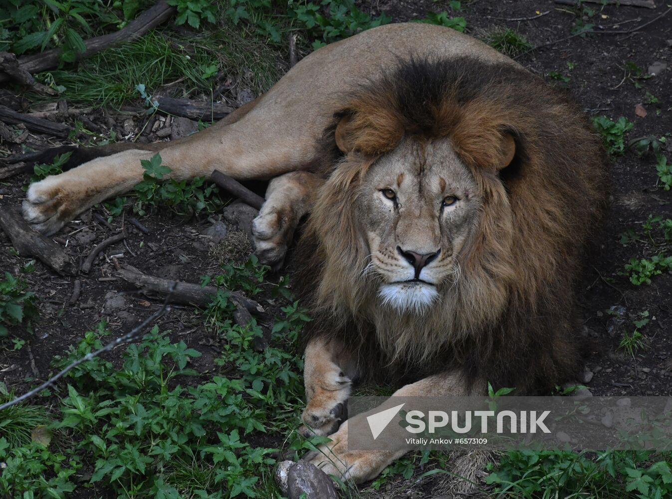 Russia Animals Safari Park