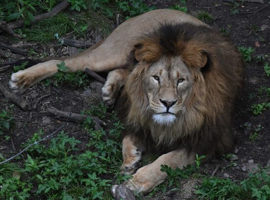 Russia Animals Safari Park