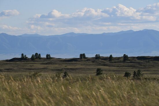 Russia Saker Falcon Population Rebirth