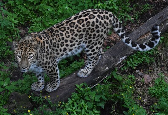 Russia Animals Safari Park