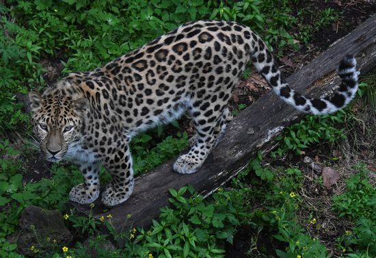 Russia Animals Safari Park