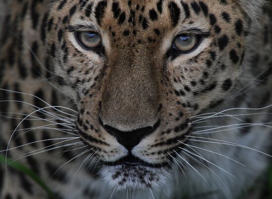 Russia Animals Safari Park