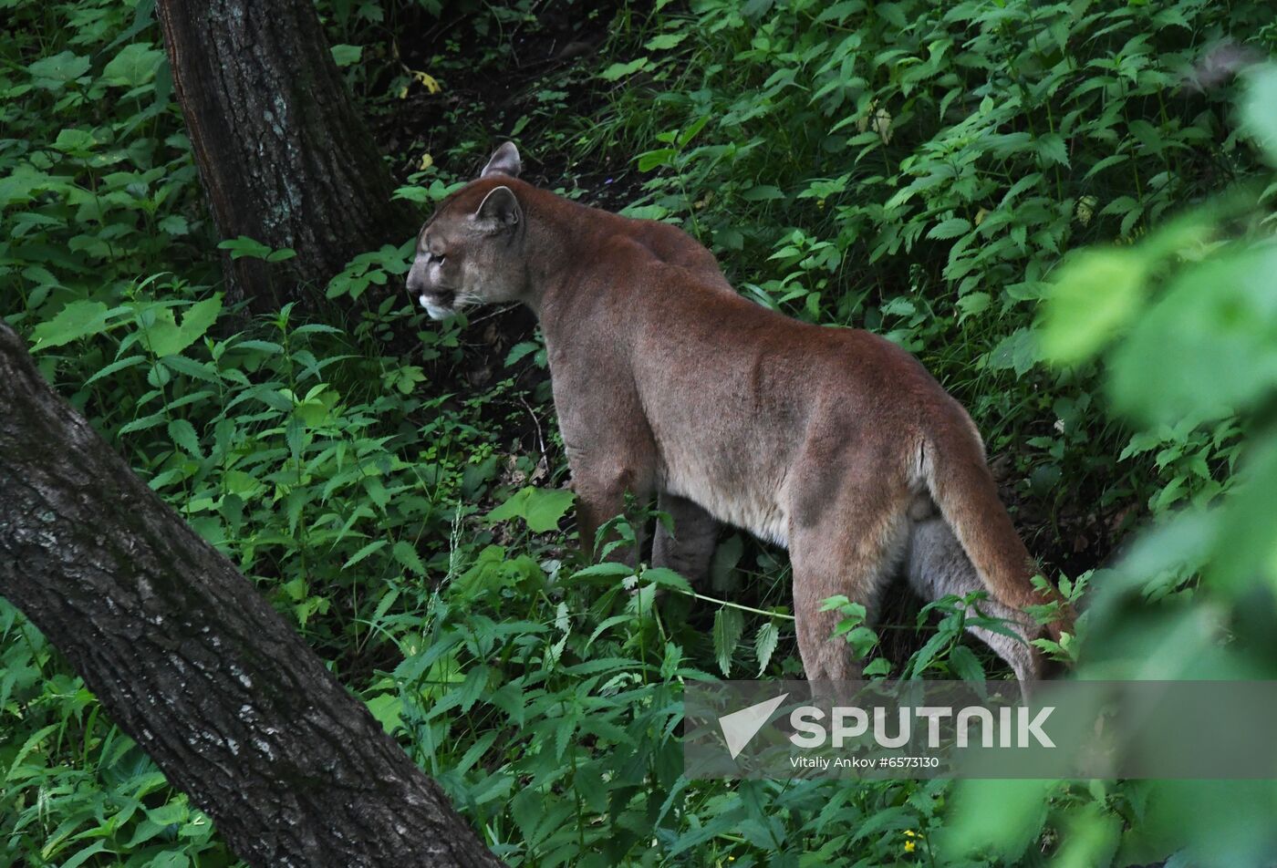 Russia Animals Safari Park