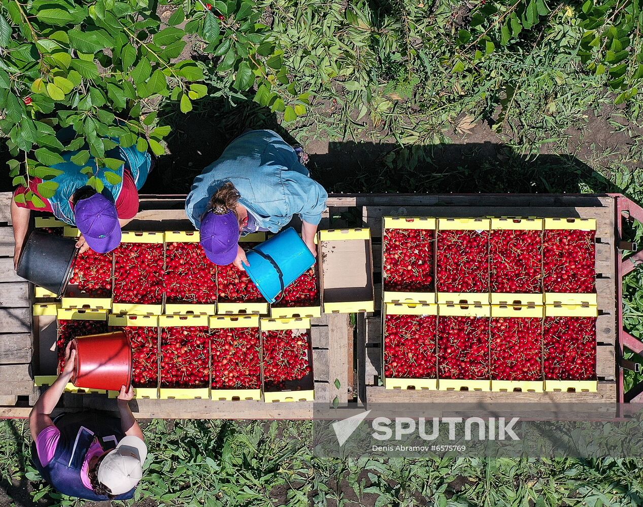 Russia Cherry Harvest