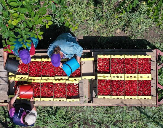 Russia Cherry Harvest