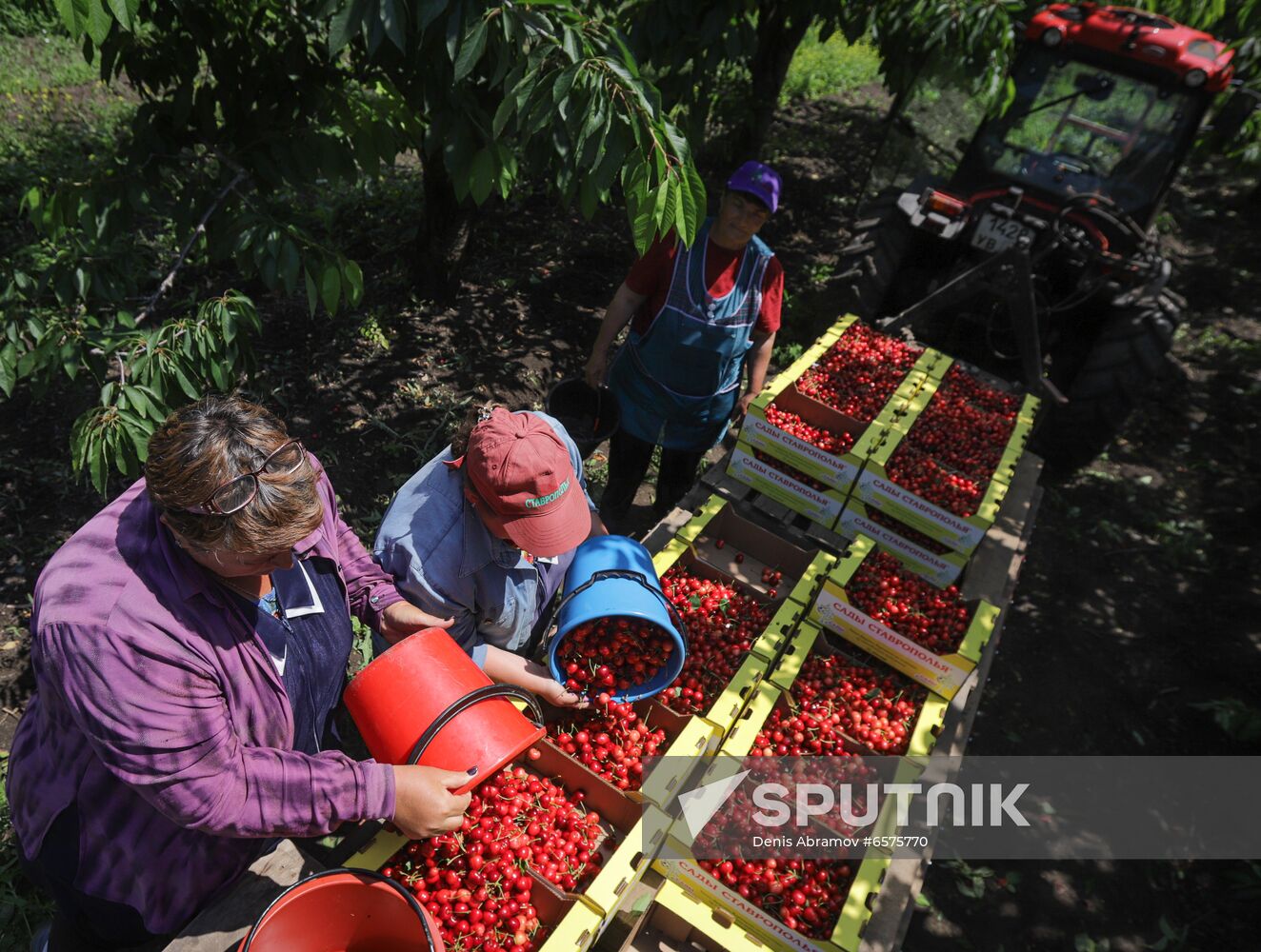 Russia Cherry Harvest
