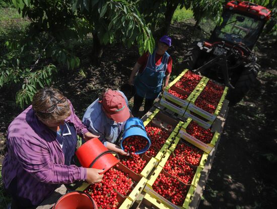 Russia Cherry Harvest