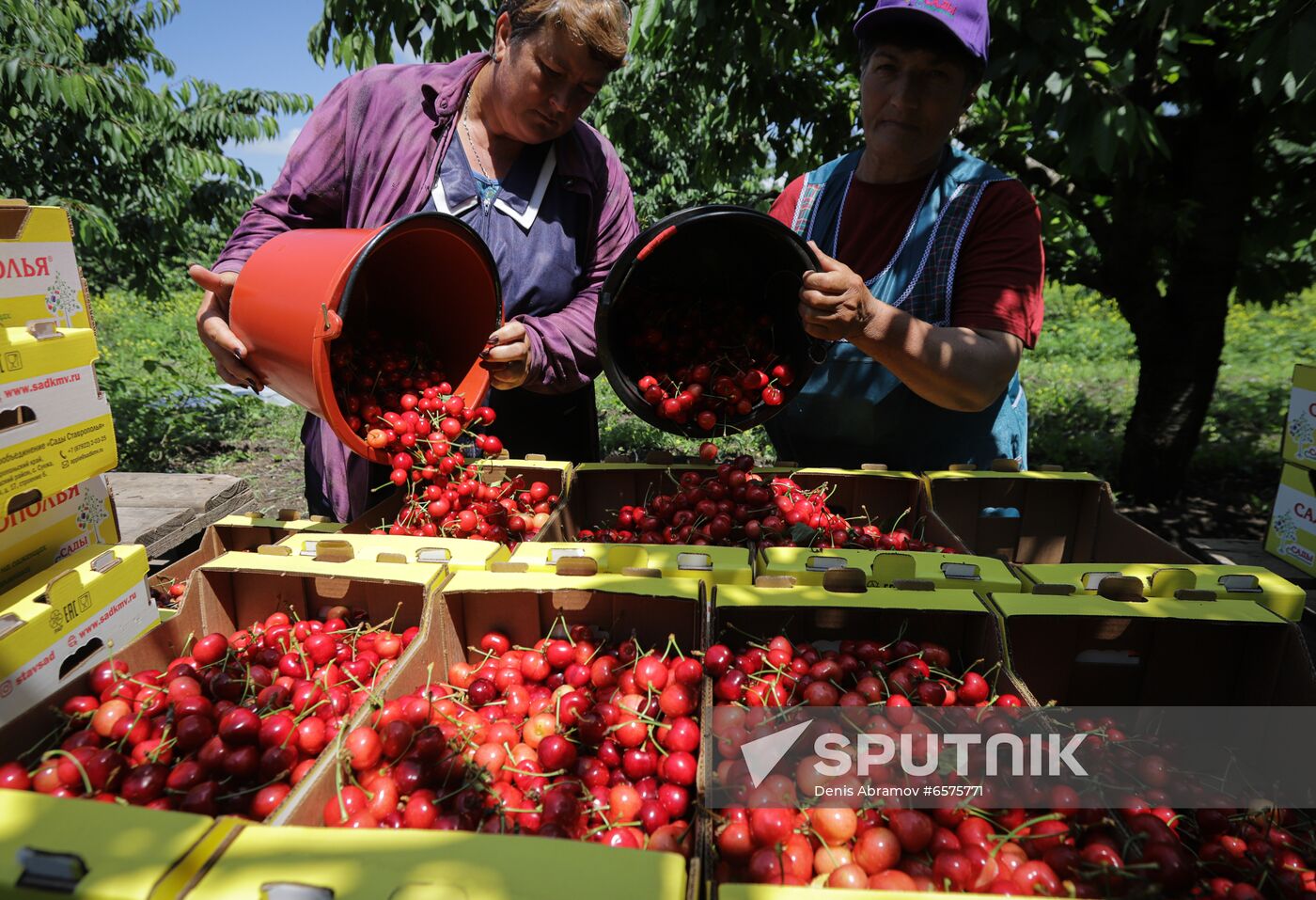 Russia Cherry Harvest