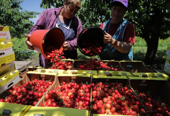 Russia Cherry Harvest