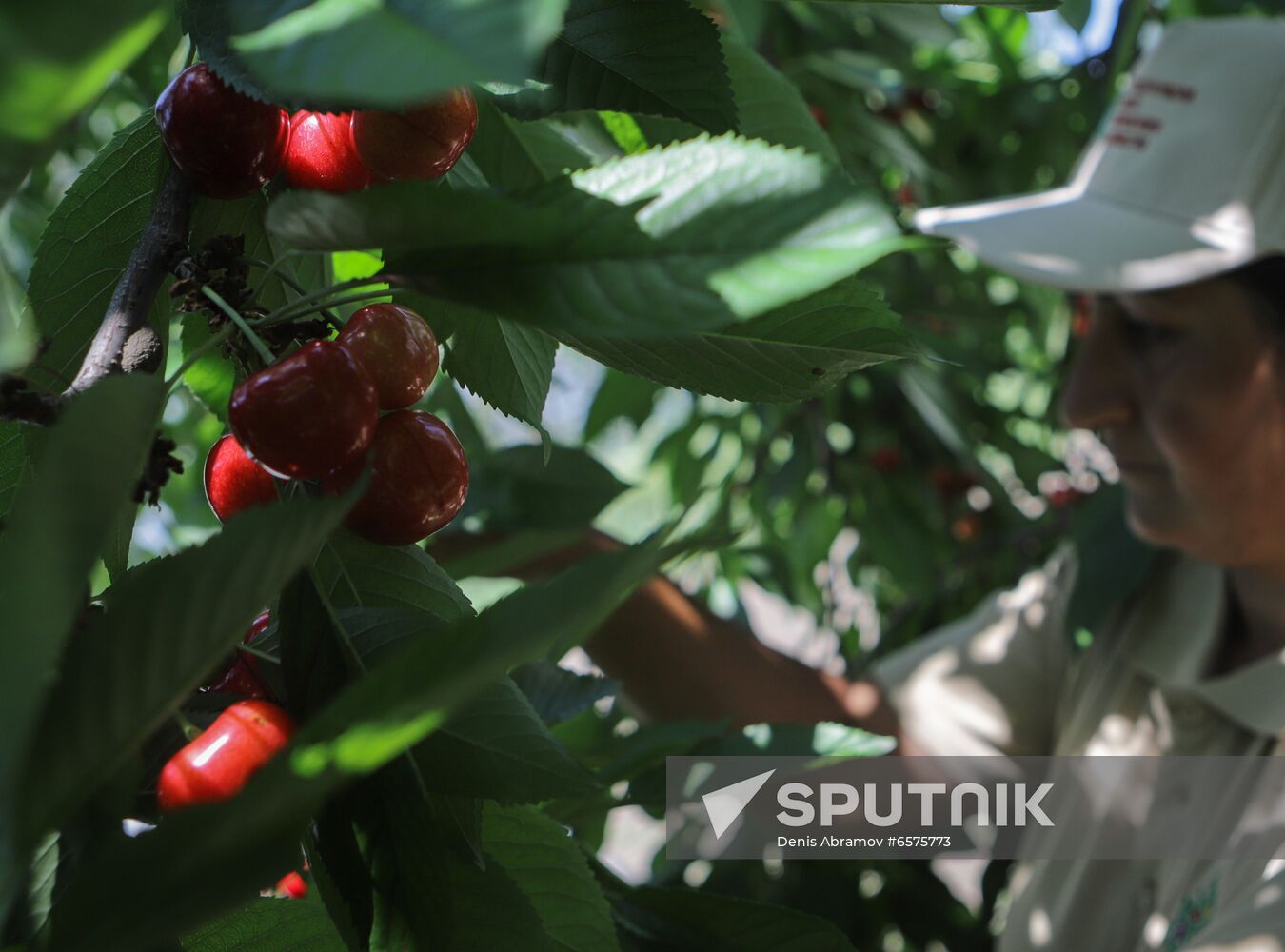 Russia Cherry Harvest