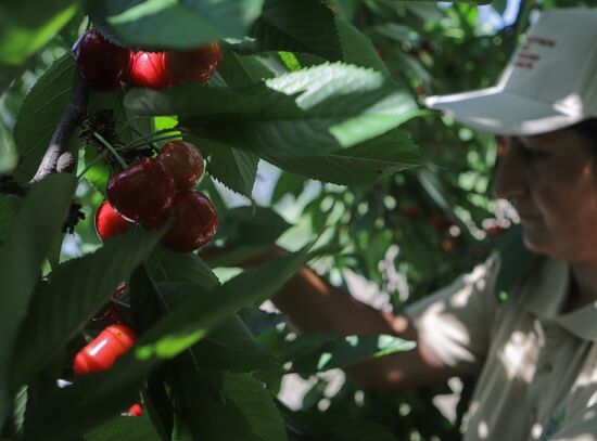 Russia Cherry Harvest