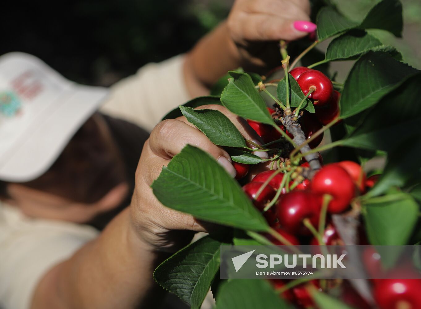 Russia Cherry Harvest