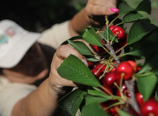 Russia Cherry Harvest