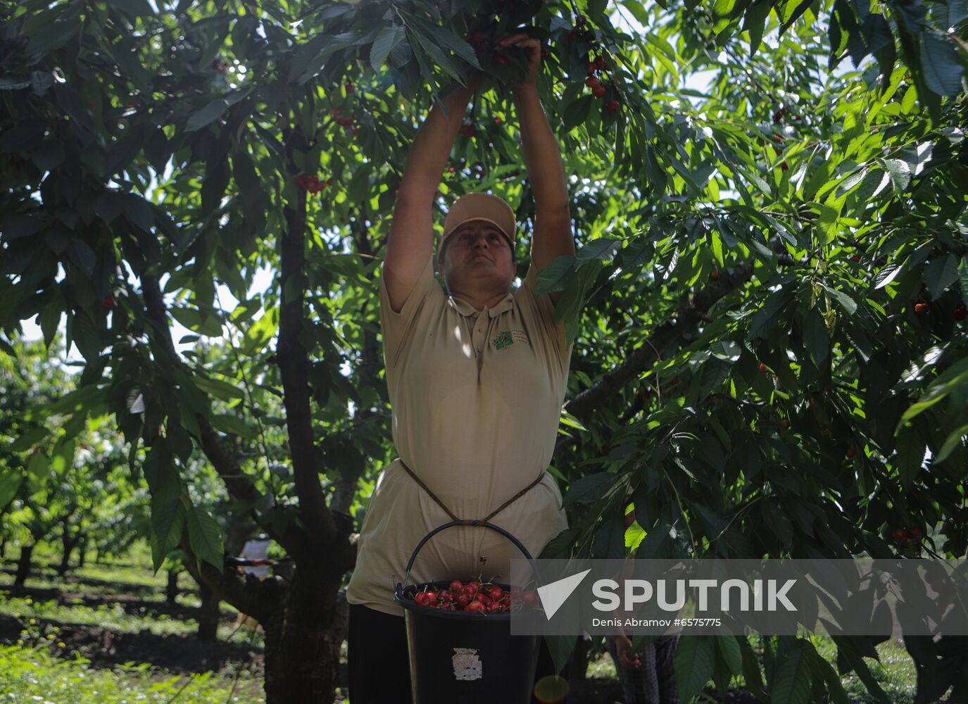 Russia Cherry Harvest