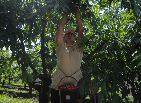 Russia Cherry Harvest