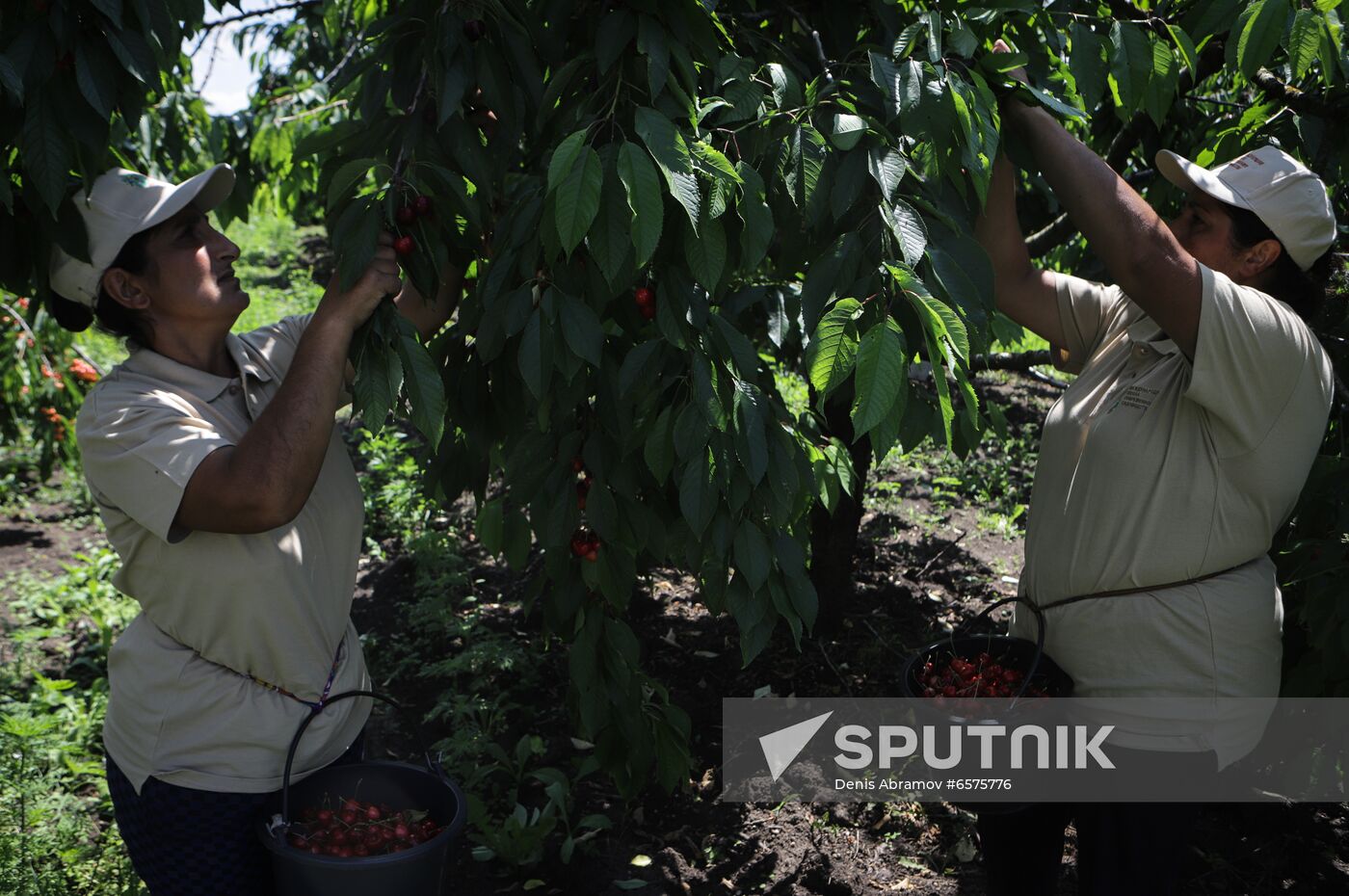 Russia Cherry Harvest