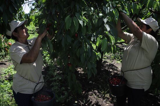 Russia Cherry Harvest