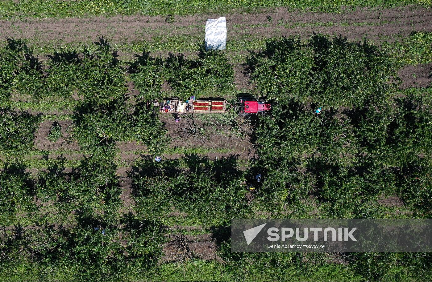 Russia Cherry Harvest