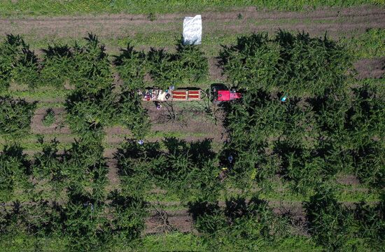 Russia Cherry Harvest