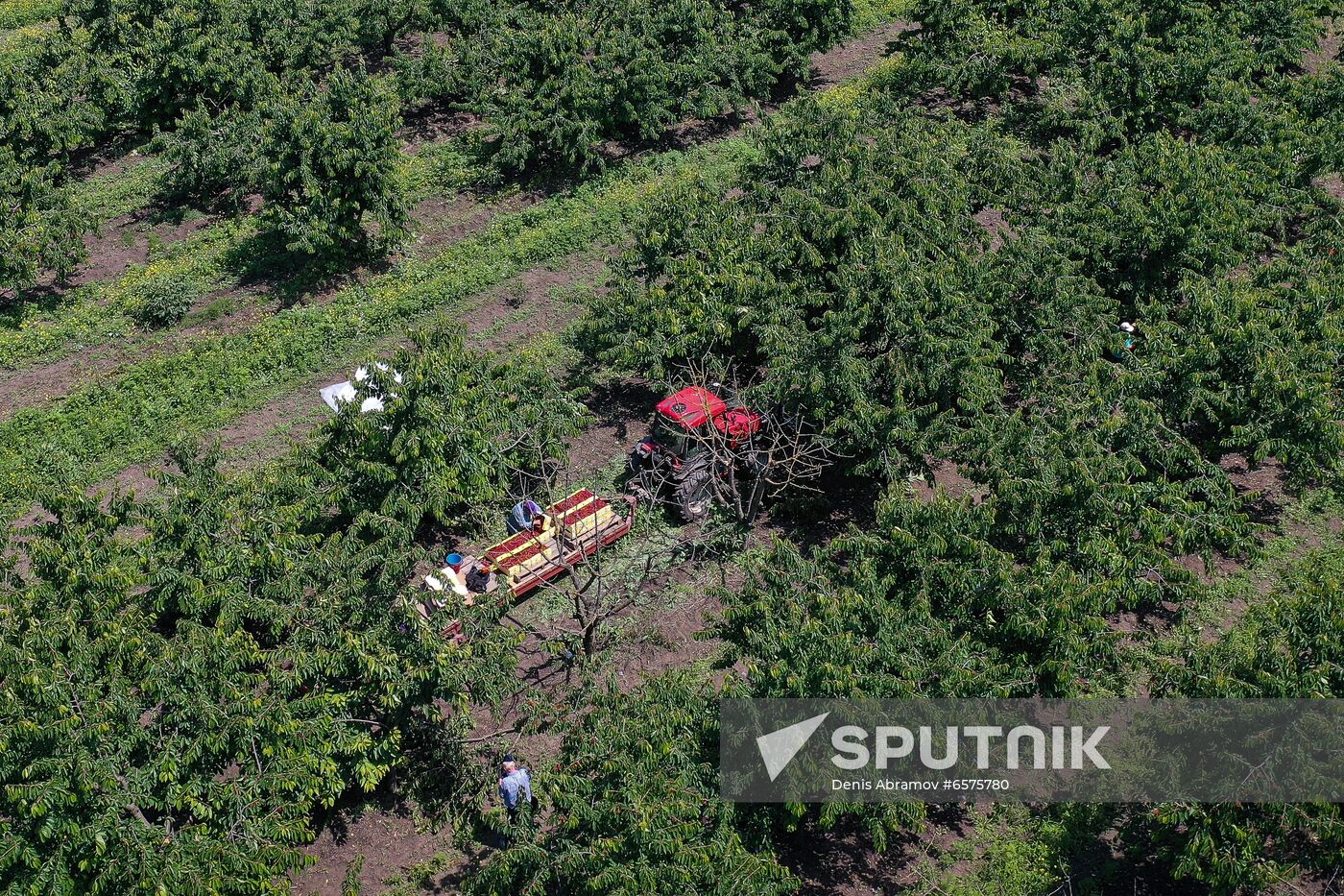 Russia Cherry Harvest