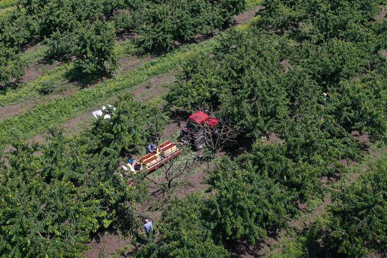 Russia Cherry Harvest