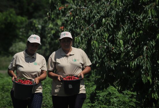 Russia Cherry Harvest