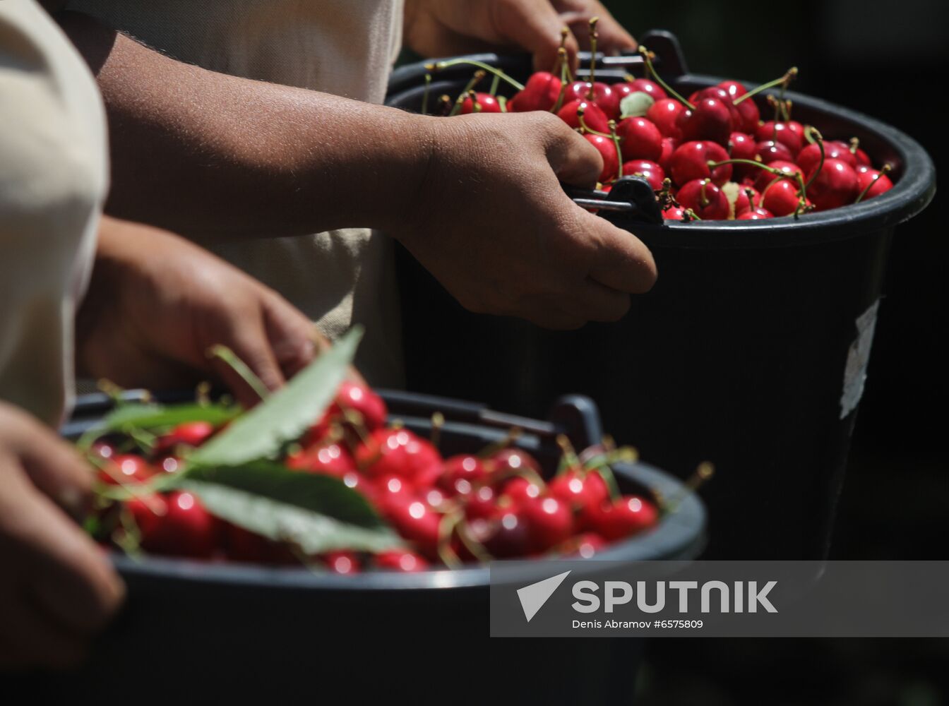 Russia Cherry Harvest