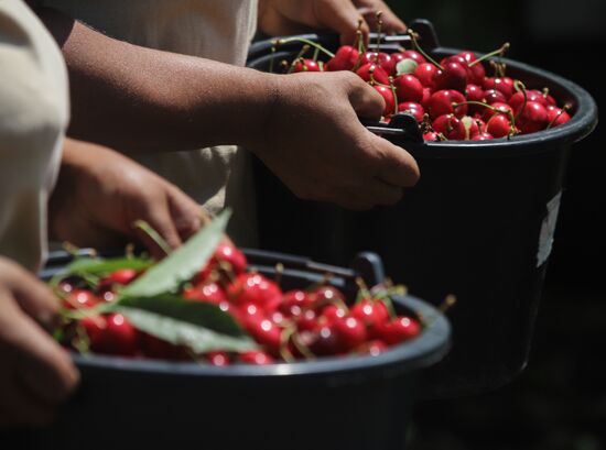 Russia Cherry Harvest