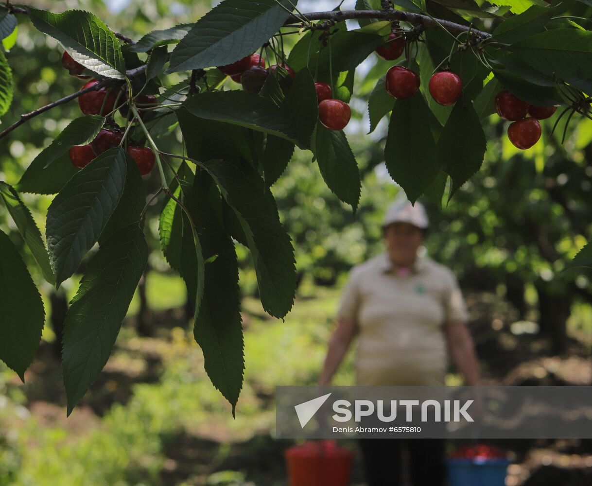 Russia Cherry Harvest