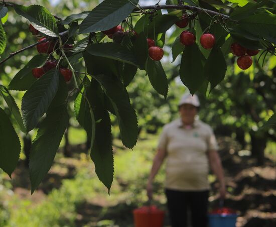 Russia Cherry Harvest